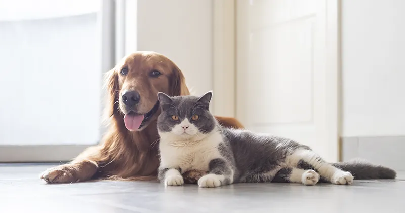 「景気が良くなると犬を飼う人が増え、景気が低迷すると猫を飼う人が増える」は本当か